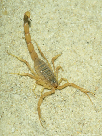 Death Stalker Scorpion, Africa by Gustav Verderber Pricing Limited Edition Print image