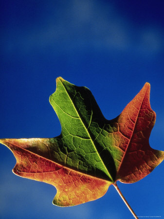Autumn Leaf by Henryk T. Kaiser Pricing Limited Edition Print image
