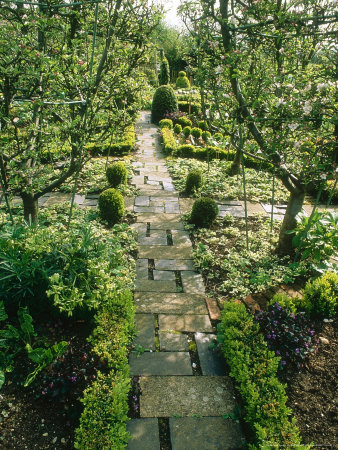 Path, Low Buxus Hedge, Trained Fruit Tree by Mark Bolton Pricing Limited Edition Print image