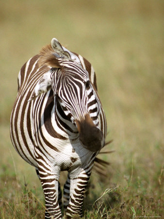 Zebra, Ngorongoro Crater, Africa by Keith Levit Pricing Limited Edition Print image