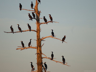 Group Of Birds On Tree, Lake Scenes by Keith Levit Pricing Limited Edition Print image