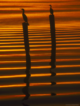 Resting Cormorants, Lake Harris At Sunset, Fl by Jeff Greenberg Pricing Limited Edition Print image