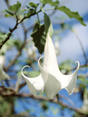 Flower, Maui, Hawaii by Jacob Halaska Pricing Limited Edition Print image