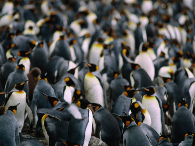 King Penguins (Aptenodytes Patagonicus) Colony, Maccquarie Island, Antarctica by Chester Jonathan Pricing Limited Edition Print image