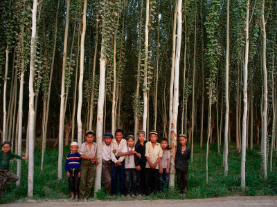 Uygur Children Standing In Forest Of Polar Trees Along Silk Road, China by Keren Su Pricing Limited Edition Print image