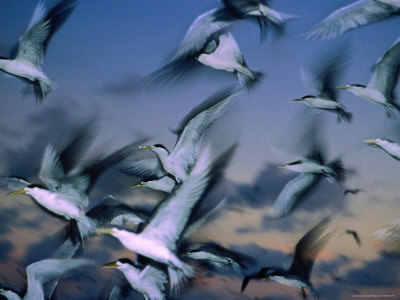 Flock Of Terns (Sterna Hirundo) In Flight, Australia by Michael Aw Pricing Limited Edition Print image