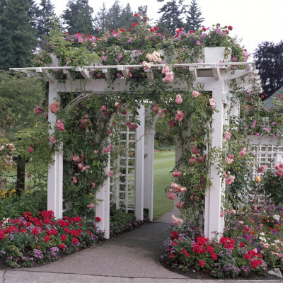 Elaborate White Wood Arch Covered By Pink Climbing Rosa Pelargonium, Ageratum by Michele Lamontagne Pricing Limited Edition Print image