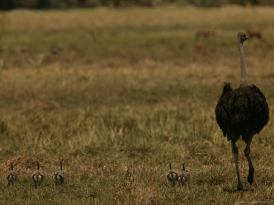 Mother Ostrich And Her Chicks Strut Across A Grassland by Beverly Joubert Pricing Limited Edition Print image
