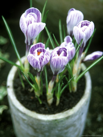 Crocus Vernus Pickwick Planted In Concrete Pot February by Andrew Lord Pricing Limited Edition Print image
