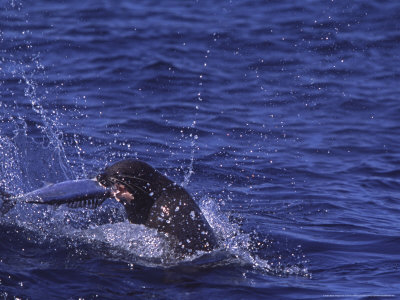 Cape Fur Seal, Consumes Snoek, Cape Point, Atlantic Ocean by Chris And Monique Fallows Pricing Limited Edition Print image