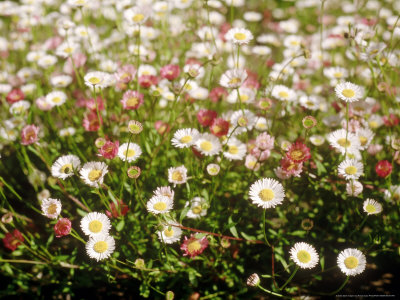 Erigeron Karvinskianus (Syn. Profusion & E. Mucronatus) by Rowan Isaac Pricing Limited Edition Print image