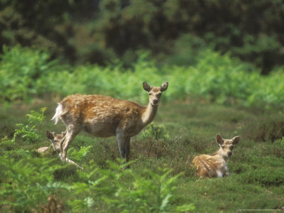 Sika Deer, Female With Two Yearlings by David Boag Pricing Limited Edition Print image