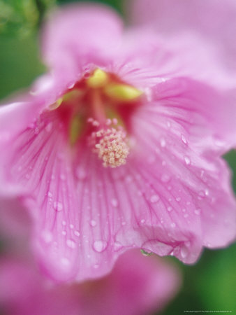 Lavatera Arborea, Closeup Of Bud by Fran Harper Pricing Limited Edition Print image