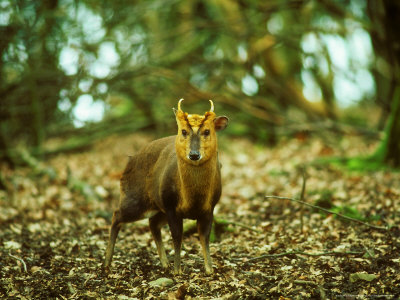 Muntjac Deer, Looking At Camera by David Boag Pricing Limited Edition Print image