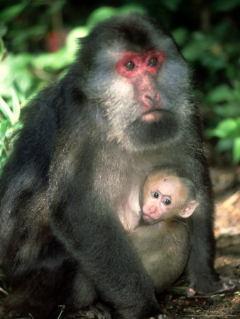 Tibetan Macaque, With Baby, China by Patricio Robles Gil Pricing Limited Edition Print image