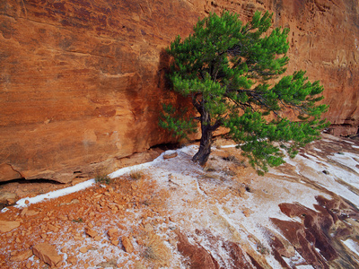 Pinyon Pine Growing On A Cliff, Colorado National Monument, Colorado, Usa by Robert Kurtzman Pricing Limited Edition Print image