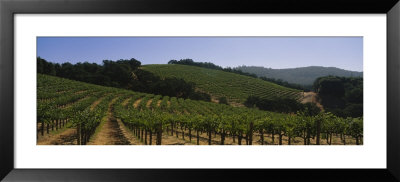 Vineyard On A Landscape, Napa Valley, California, Usa by Panoramic Images Pricing Limited Edition Print image
