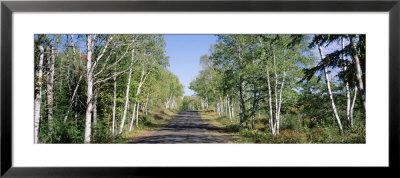 Trees Along A Roadside, Brockway Mountain Drive, Keweenaw Peninsula, Copper Harbor, Michigan, Usa by Panoramic Images Pricing Limited Edition Print image