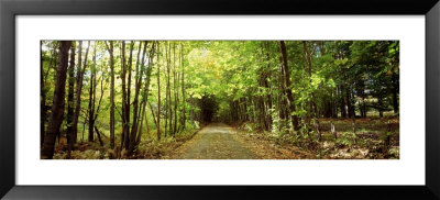 Trees On Both Sides Of A Road, Northeast Kingdom, Albany, Vermont, Usa by Panoramic Images Pricing Limited Edition Print image