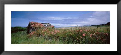 Wild Roses And Abandoned Barn In A Field by Panoramic Images Pricing Limited Edition Print image