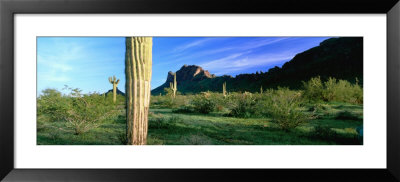 Saguaro Cactus In A State Park, Picacho Peak State Park, Arizona, Usa by Panoramic Images Pricing Limited Edition Print image