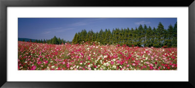 Field Of Flowers, Ikoma Plateau, Miyazaki, Japan by Panoramic Images Pricing Limited Edition Print image