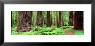 Trail, Avenue Of The Giants, Founders Grove, California, Usa by Panoramic Images Pricing Limited Edition Print image