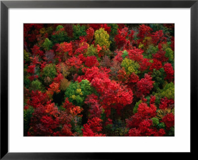 Autumn Colours Of Forest, Maine, Usa by Jim Wark Pricing Limited Edition Print image