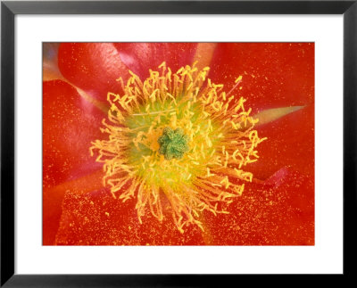 Desert Prickly Pear Cactus Flower, Casa Grande, Arizona, Usa by Rob Tilley Pricing Limited Edition Print image