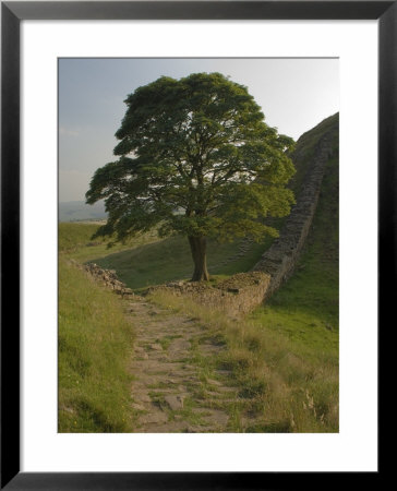 Sycamore Gap, Hadrian's Wall, Nothumberland by James Emmerson Pricing Limited Edition Print image