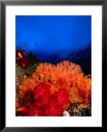 Soft Corals Atop Stillwater's Storm-Damaged Hard-Coral Base, Taveuni, Fiji by Casey Mahaney Pricing Limited Edition Print image