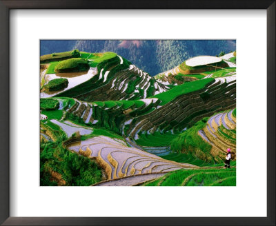 Zhuang Minority Girl In Terraced Rice Paddies, Long Ji, Guangxi, China by Keren Su Pricing Limited Edition Print image