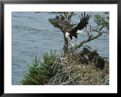 A Northern American Bald Eagle Flies Food Back To Its Nest by Norbert Rosing Pricing Limited Edition Print image