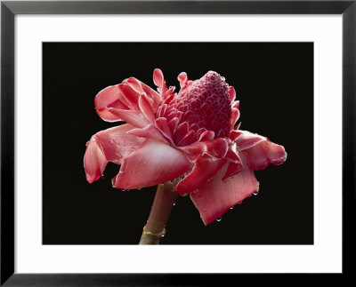 Dew Drops Glisten On A Beautiful Pink Torch Ginger Flower by Paul Chesley Pricing Limited Edition Print image