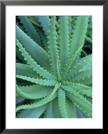 Agave, Leaf Detail, La Corse, France by Olaf Broders Pricing Limited Edition Print image