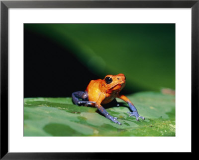 A Strawberry Poison Dart Frog by Roy Toft Pricing Limited Edition Print image
