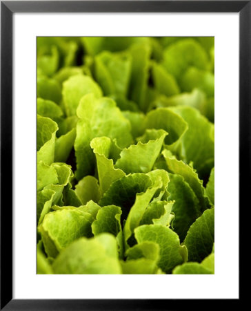Loose-Leaf Lettuce by Dirk Olaf Wexel Pricing Limited Edition Print image