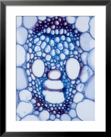 X-Section Of Vascular Bundle Of Corn Stem Showing Xylem & Phloem by David M. Dennis Pricing Limited Edition Print image