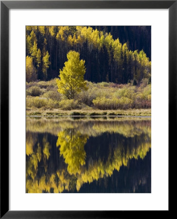 Aspens In Fall Colors Reflected In Crystal Lake, Near Ouray, Colorado by James Hager Pricing Limited Edition Print image