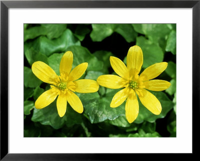 Lesser Celandine, Ross-Shire, Scotland by Iain Sarjeant Pricing Limited Edition Print image
