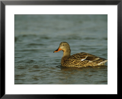 A Female Mallard Duck Swimming On A Lake by Joel Sartore Pricing Limited Edition Print image