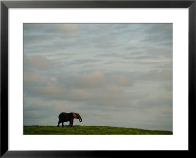 A Lone African Elephant (Loxodonta Africana) Shot Against A Cloudy Sky by Michael Nichols Pricing Limited Edition Print image