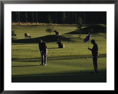Two People Play Golf While Elk Graze On The Golf Course by Raymond Gehman Pricing Limited Edition Print image