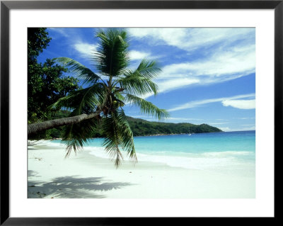 Coconut Palm On Beach, Seychelles by Rick Price Pricing Limited Edition Print image