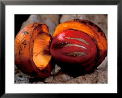 Fruit Of Wild Nutmeg, Barro Colorado Island, Panama by Christian Ziegler Pricing Limited Edition Print image