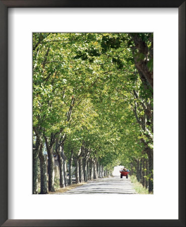 Avenue Of Plane Trees, Lancon, Bouches Du Rhone, Provence, France by Jean Brooks Pricing Limited Edition Print image