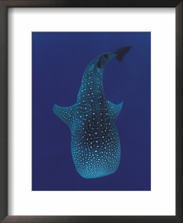Whale Shark, Sulu-Sulawesi Seas, Indo-Pacific by Jurgen Freund Pricing Limited Edition Print image