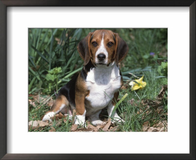 Beagle Dog Portrait by Lynn M. Stone Pricing Limited Edition Print image