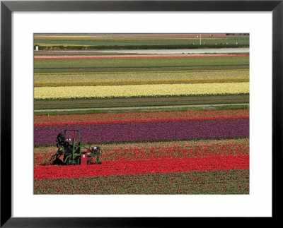 Working In The Tulip Rows In The Bulb Fields, Near Lisse, Holland (The Netherlands) by Gary Cook Pricing Limited Edition Print image