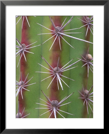 Octopus Cactus, Desert Botanical Museum, Phoenix, Arizona, Usa by Rob Tilley Pricing Limited Edition Print image